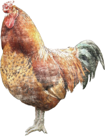 Rooster Farm_CottageArts
